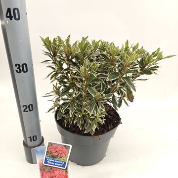 Rhododendron 'Silver Sword' (AJ)