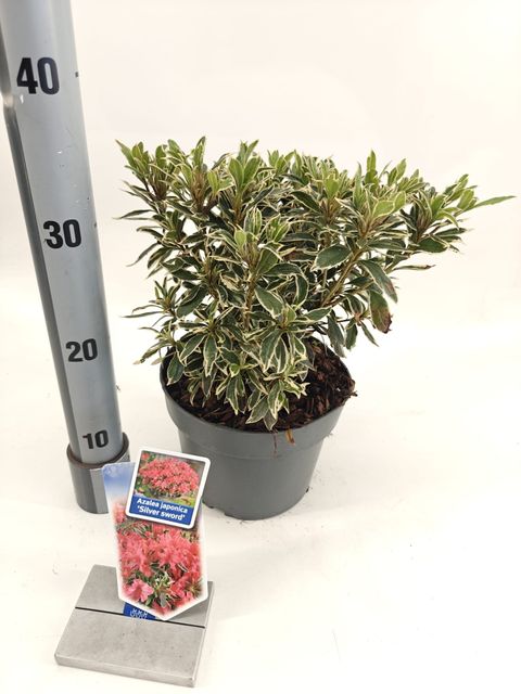 Rhododendron 'Silver Sword' (AJ)