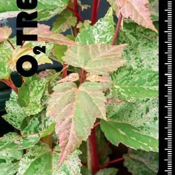 Acer x conspicuum 'Red Flamingo'