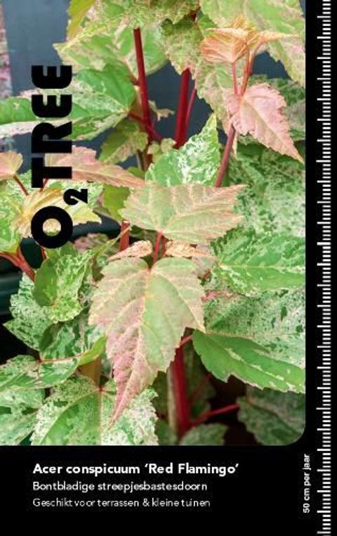 Acer x conspicuum 'Red Flamingo'