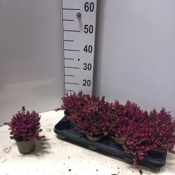 Erica carnea WINTERLADIES SARAH