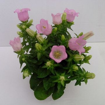 Campanula medium PINK LADY