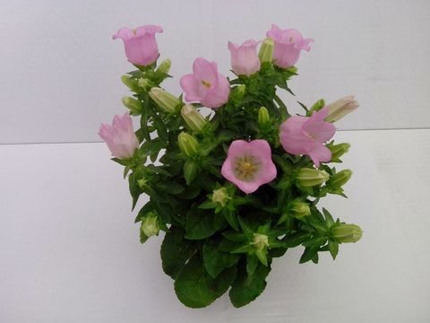 Campanula medium PINK LADY