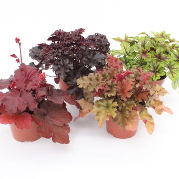 Heuchera MIX