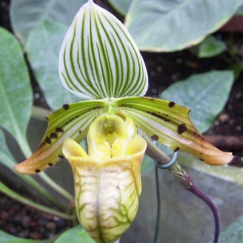 Paphiopedilum venustum — Plant Wholesale FlorAccess