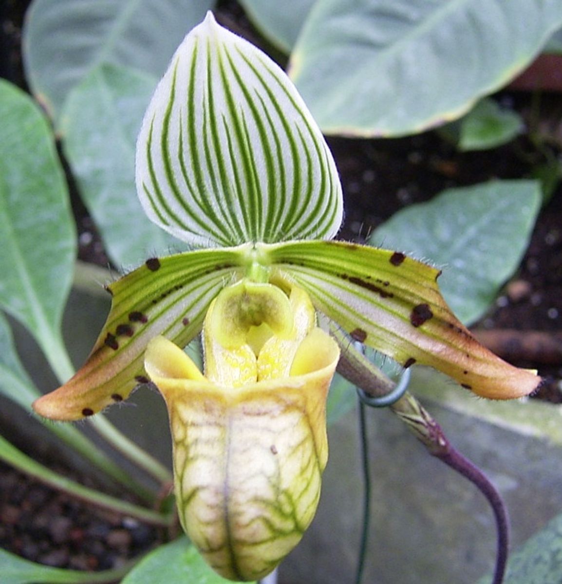 Paphiopedilum venustum — Plant Wholesale FlorAccess