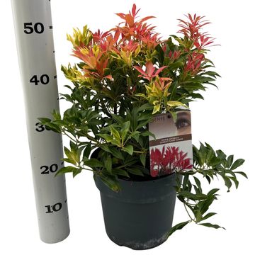 Pieris 'Forest Flame'