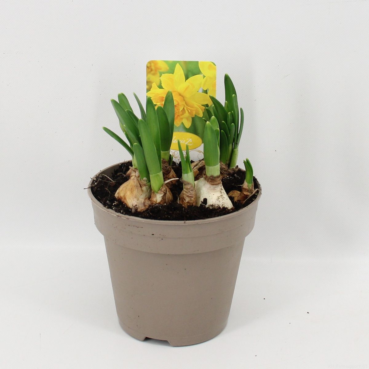 Narcissus 'Tête Bouclé' — Plant Wholesale FlorAccess