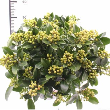 Skimmia japonica 'Temptation'