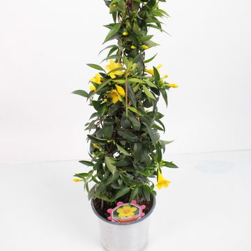 Gelsemium sempervirens