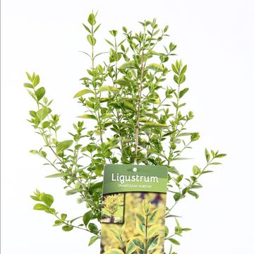 Ligustrum ovalifolium 'Aureum'