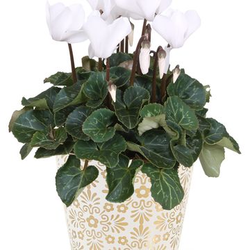 Cyclamen persicum SUPER SERIE S ALLURE MIX