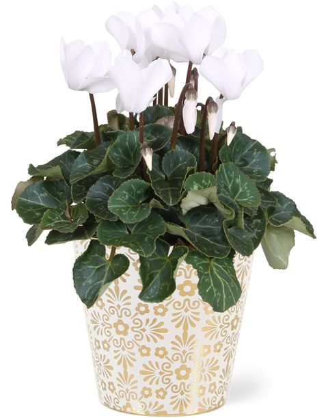 Cyclamen persicum SUPER SERIE S ALLURE MIX