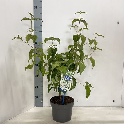 Cornus kousa 'Schmetterling'