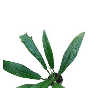 Філодендрон campii