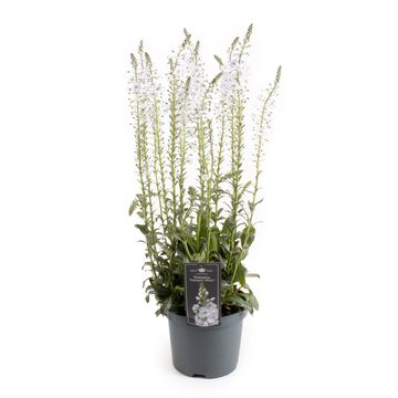 Veronica gentianoides 'Tissington White'