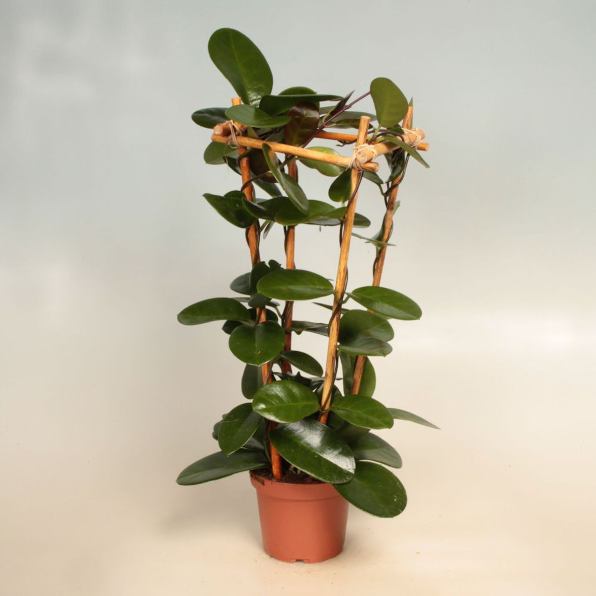 6” Hoya Australis main image 1
