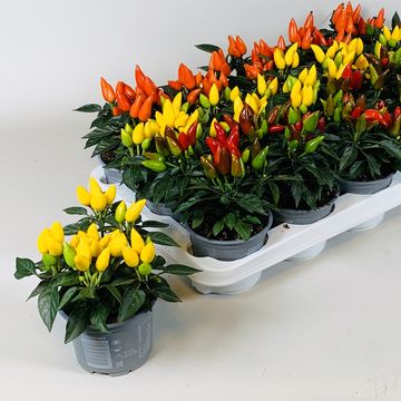 Capsicum annuum SALSA MIX