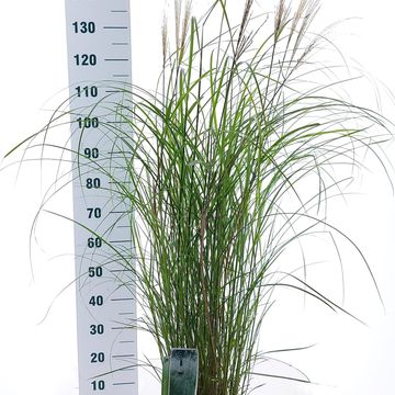 Miscanthus sinensis 'Herman Mussel'