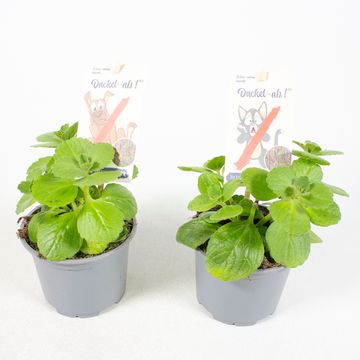 Plectranthus caninus