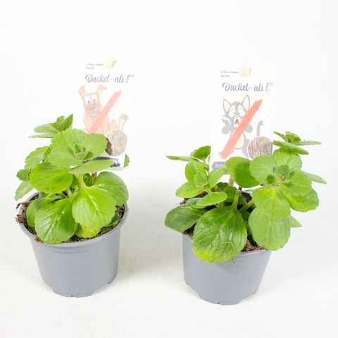 Plectranthus caninus