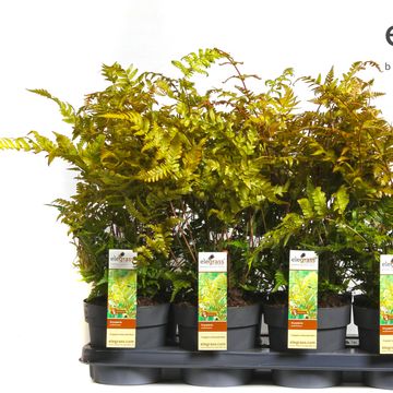 Dryopteris erythrosora