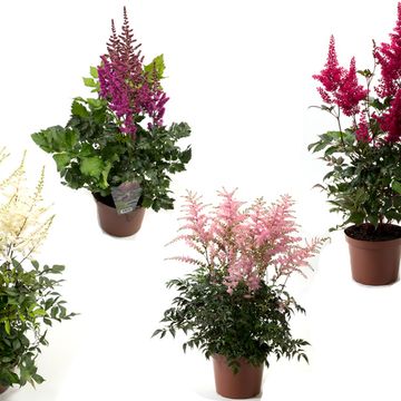 Astilbe ARENDSII MIX