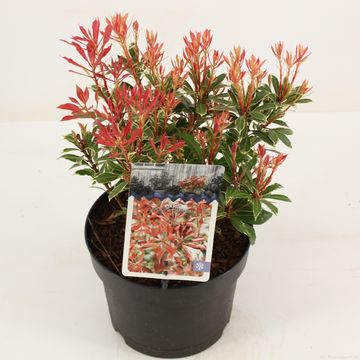 Pieris japonica 'Carnaval'