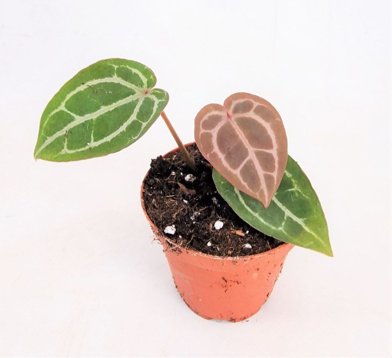 Anthurium Michelle 2 Plant For Sale Anthurium Red Crystallinum X