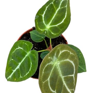 Anthurium forgetii SILVER