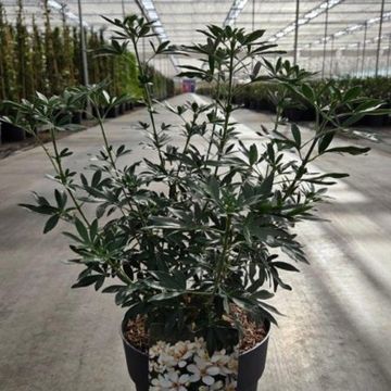 Choisya GREENFINGERS
