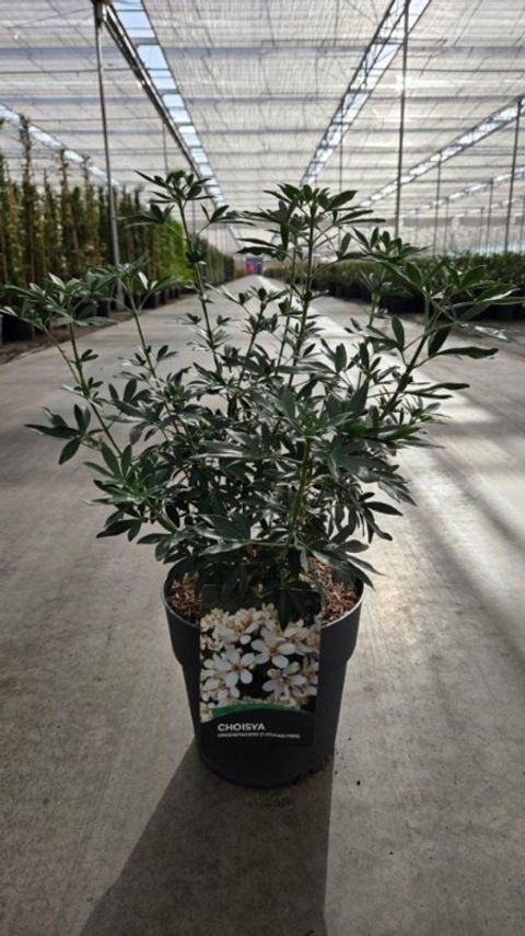 Choisya GREENFINGERS