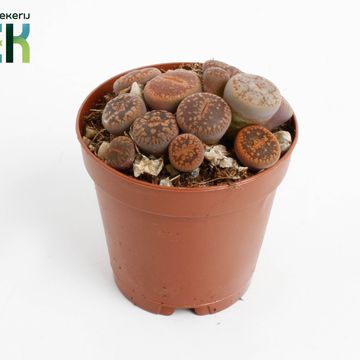 Lithops