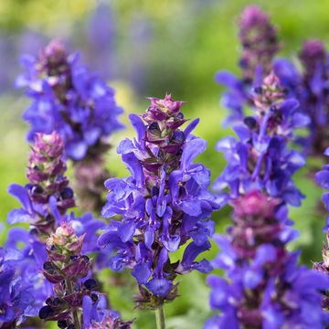 Salvia x sylvestris BLUE MARVEL