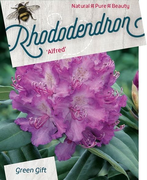 Rhododendron 'Альфред'
