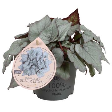 Begonia 'Silver Light'