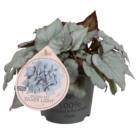 Begonia 'Silver Light'