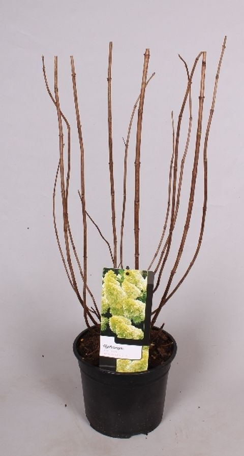 Hydrangea paniculata MAGICAL CANDLE