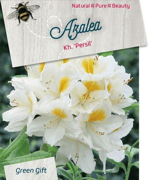 Rhododendron 'Persil' (AK)
