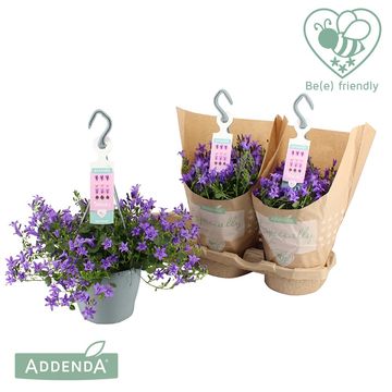 Campanula portenschlagiana AMBELLA PURPLE