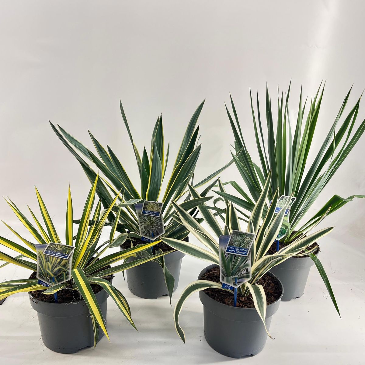 Yucca Cross Yucca MIX — Plant Wholesale FlorAccess