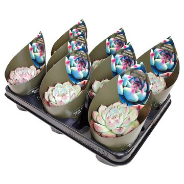 Echeveria chihuahuaensis