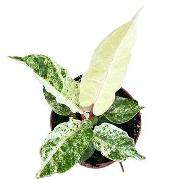 Антуриум bonplandii 'Variegata'