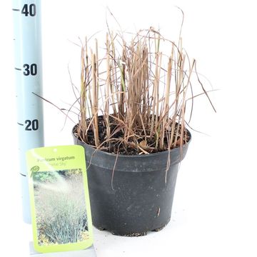 Panicum virgatum 'Prairie Sky'