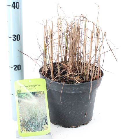 Panicum virgatum 'Prairie Sky'