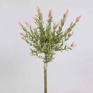 Salix integra 'Flamingo'