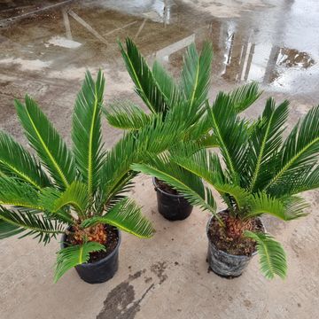 Cycas revoluta