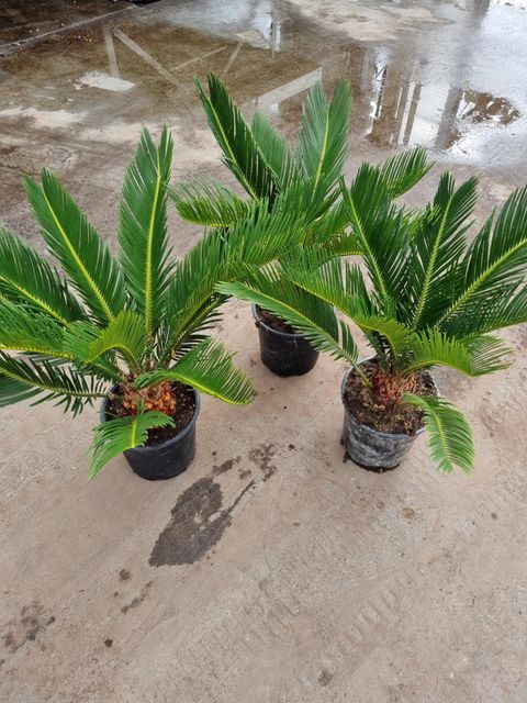 Cycas revoluta