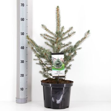 Picea pungens 'Glauca'