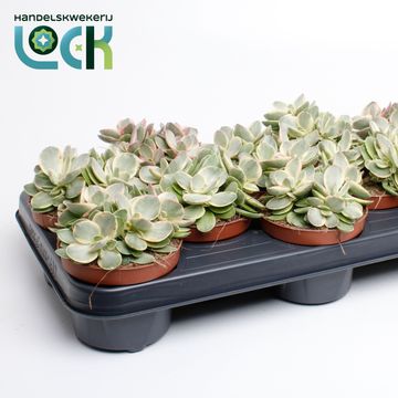 Crassula 'Moneymaker'